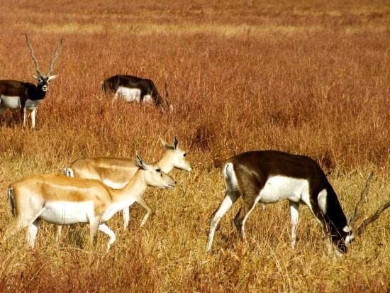 Blackbuck National Park